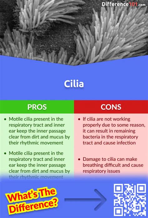 Cilia vs. Microvilli: 6 Key Differences, Pros & Cons, Similarities ...