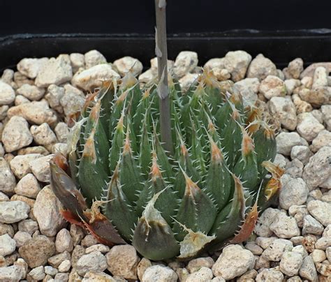 Haworthia Bolusii Var Pringlei Aquamarina Dmc11153