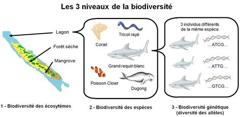 Biodiversit Seconde Svt Pdf Cours Exercices Examens