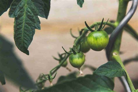 Growing Beefsteak Tomatoes In Pots