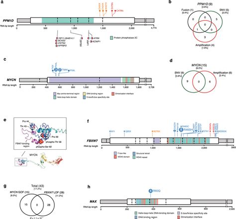 Alterations In Cell Cycle Control Genes A B Gene Level Summary Of A