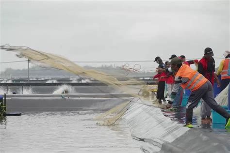 Mengenal Teknologi Tambak Udang Modern Terbesar Di Indonesia Tinemu