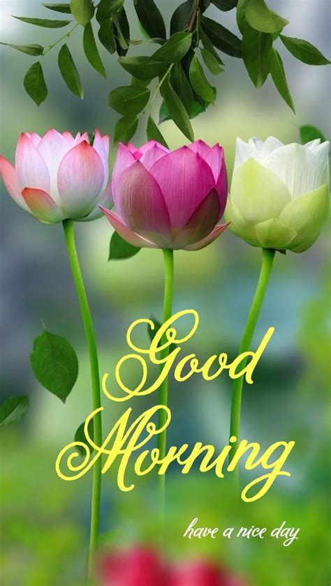 Pin On Morning Pics And Quotes Good Morning Flowers Quotes Good