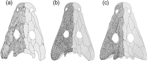 Comparison Of Glanochthon Lellbachae A With G Angusta B And G