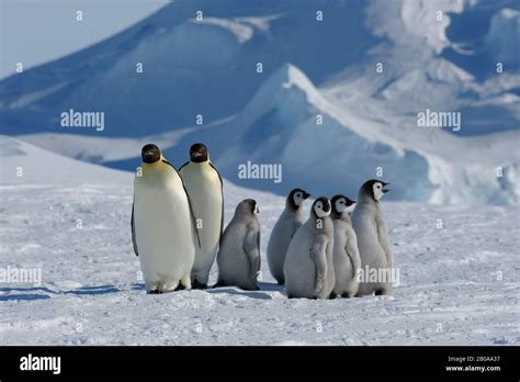 Antarctica Weddell Sea Snow Hill Island Emperor Penguins Aptenodytes Forsteri Adults With