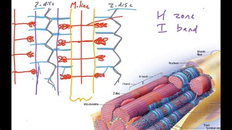 Sliding Filament Theory And Sarcomere Organization Youtube