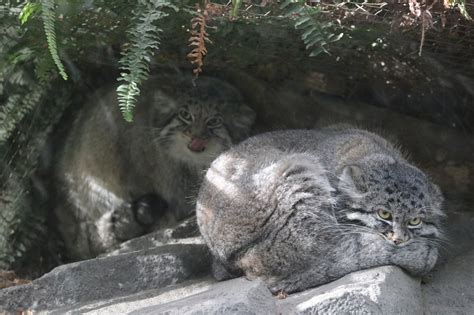 神戸どうぶつ王国のマヌルネコ アズちゃんとナルくん｜zooandaqua