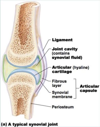 Joints Functional Structural Classification Flashcards Quizlet