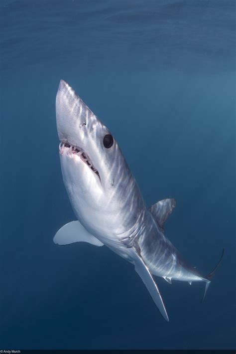 Photographing Mako Sharks