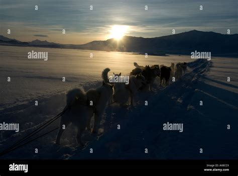 Sirius dog sled patrol hi-res stock photography and images - Alamy