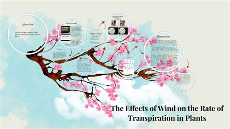 The Effects of Wind on the Rate of Transpiration in Plants by Katie ...
