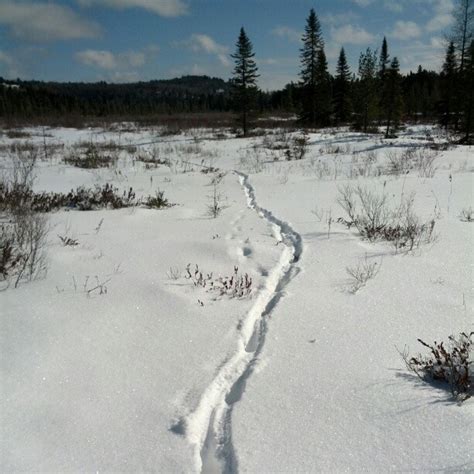 On the Wolf Trail - Earth Tracks