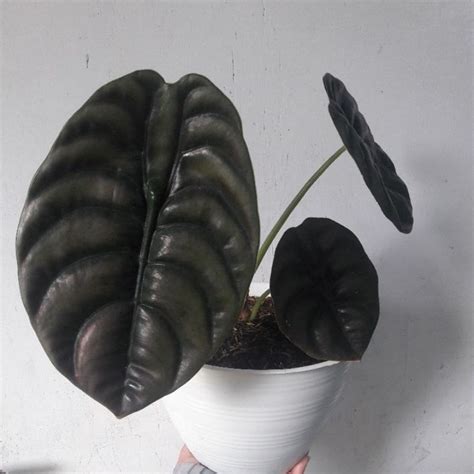 Jual Alocasia Cuprea Keladi Tengkorak Hitam Shopee Indonesia