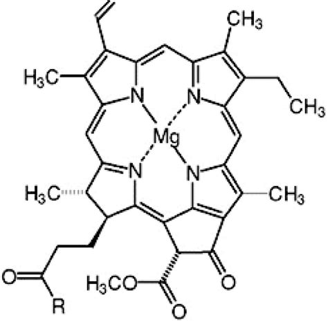 Chlorophyll Structure