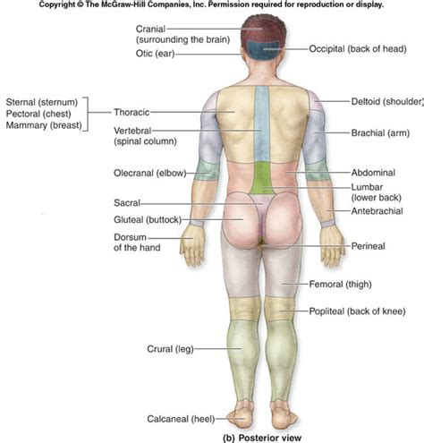 Regional Terms and Body Regions (Posterior View) Diagram | Quizlet