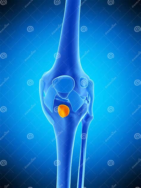 The Deep Infrapatellar Bursa Stock Illustration Illustration Of