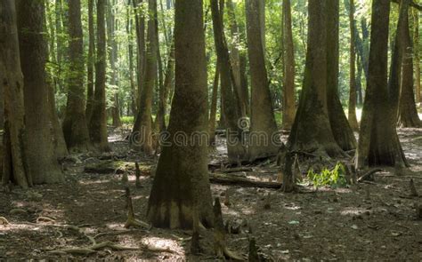 Old Growth Bottomland Hardwood Forest In Congaree National Park In