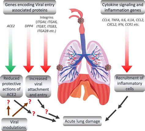 Schematic Representation Of Putative Mechanisms Of Acute Lung Damages