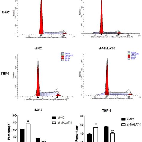 Effects Of Malat Knockdown On Cell Cycle Distribution In Si Nc And