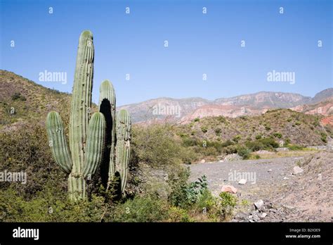 Cactus Cuesta Del Obispo Salta Province Argentina Stock Photo Alamy