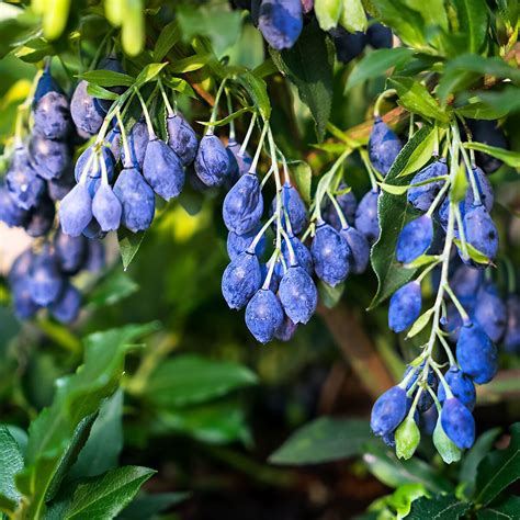 Vier Monats Heidelbeere Lucky Berry Im Ca Cm Topf Gartenhelden