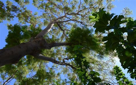 Plantan M S De Mil Rboles Nativos La Voz De La Frontera