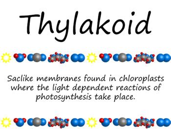 Photosynthesis Word Wall Vocabulary Cards By Biology Domain Tpt