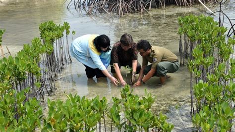 Penanaman Mangrove Di Pesisir Kelapa Dua