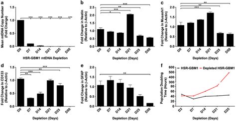 Mtdna Depletion Of Gbm Cells Mean Mtdna Copy Number Was Assessed Over