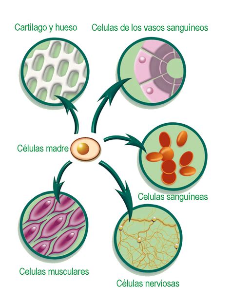 Avances Médicos: Células madre