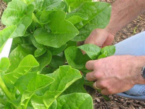 How To Grow Malabar Spinach How Tos Diy