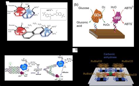 Enzyme Cascade Reactions On The DNA Scaffolds To Study The Enzyme