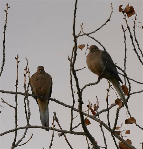 Mourning Dove From Walnut Creek Ca Usa On December 2 2023 At 1027