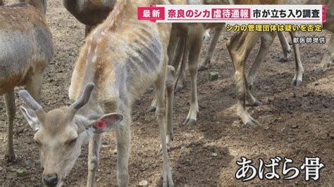 “奈良のシカを虐待”通報を受け奈良市が調査 管理団体は否定 なぜ野生のシカを保護？「特別柵」とは 特集 ニュース 関西テレビ放送