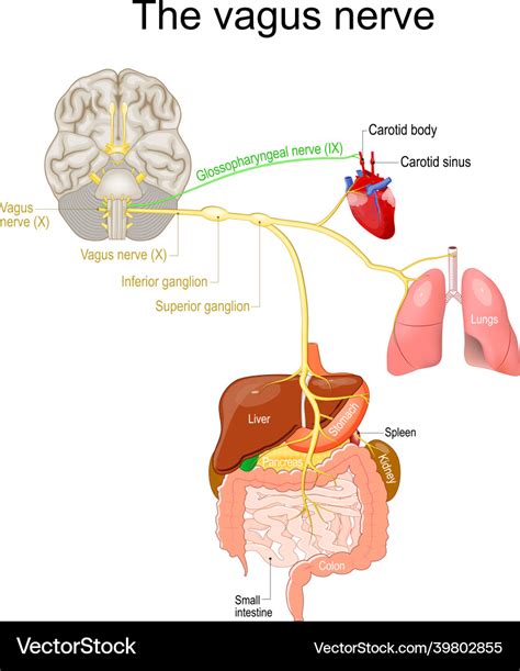 Vagus Nerve Parasympathetic Nervous System Vector Image