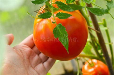 Tomates Rojos Y Verdes Que Maduran En Un Invernadero Del Policarbonato