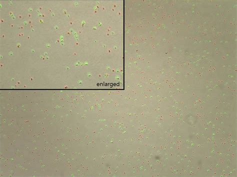 Saccharomyces Cerevisiae 50 Viability Logos Biosystems Advanced