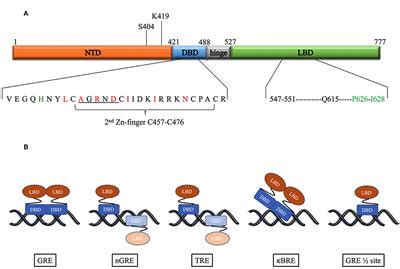 Frontiers Gr Dimerization And The Impact Of Gr Dimerization On Gr