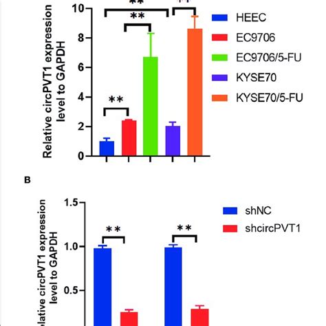 Expression Of CircPVT1 In ESCC Cells And ESCC Cells With