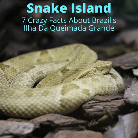 Snake Island 7 Crazy Facts About Brazils Ilha Da Queimada Grande 2023