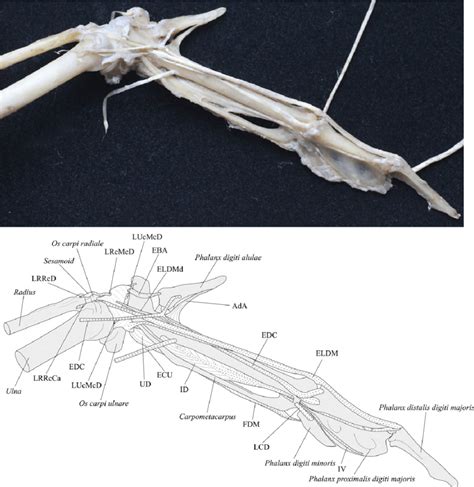 Dorsal View Of The Skeleton And Ligaments Of The Right Wrist Of The Download Scientific Diagram