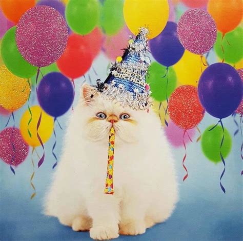 Create Meme Cat Happy Birthday The Birthday Cat Is An Exotic Happy