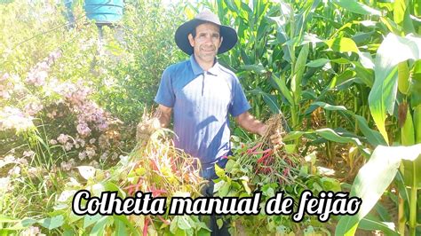 Colheita manual de feijão YouTube