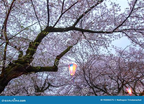 Sakura Festival Lantern At Omiya Parksaitamajapan In Spring Stock