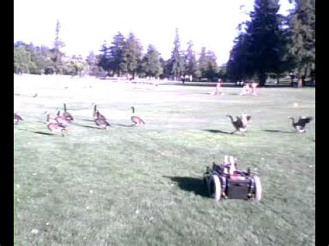 Remote Controlled Vehicle Chases Geese In The Park Avi Youtube