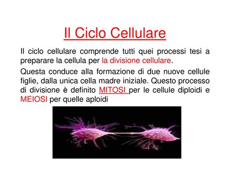 Ciclo Cellulare S Beninati Ppt Scaricare