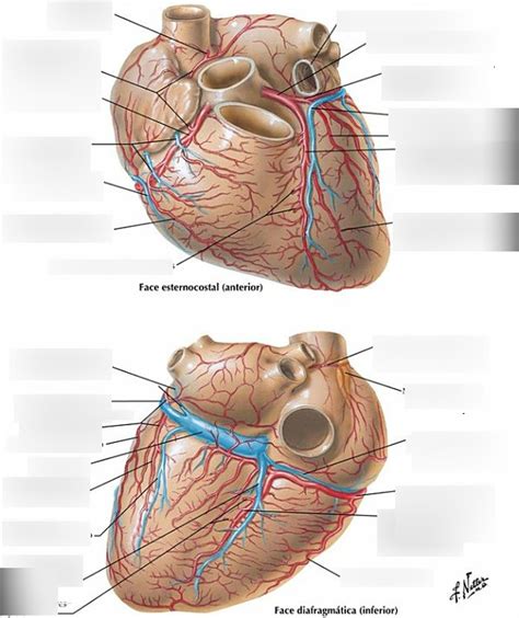 Artérias Coronárias e Veias do Coração Diagram Quizlet