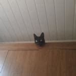 black cat Meme Generator - Imgflip