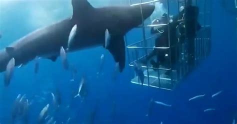 Minutos De Pánico En Isla Guadalupe Un Tiburón Blanco Murió Desangrado En Una Jaula De Turistas