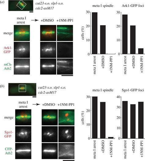 Cdc Activity Is Required For Aurora B Localization But Not For The